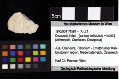 Foto (Objket + Etiketten) von Cracensigillatus gracilirostrus (Robins et al., 2013) 